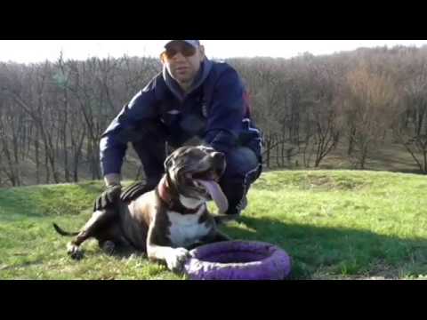 Видео: как разжать челюсти питбулю