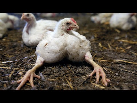 Видео: Бройлер падает на ноги, причины и способы решения.
