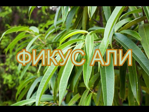 Видео: Фикус Али
