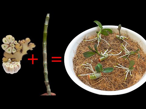 Видео: Мало кто так думает Орхидеи сразу приживаются!!!