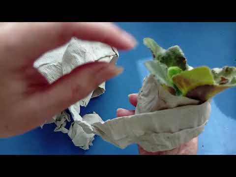 Видео: Посылка с фиалками распаковка #фиалки