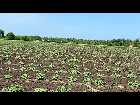 Видео: Выращивание арбузов . Прополка ,подкормка и первый урожай.