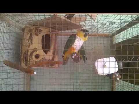 Видео: купание Каиков летом