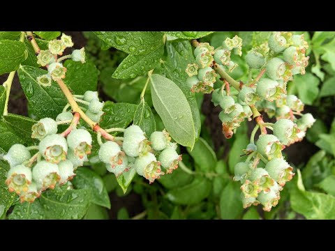 Видео: Выращивание голубики. Особенности и результаты ухода.
