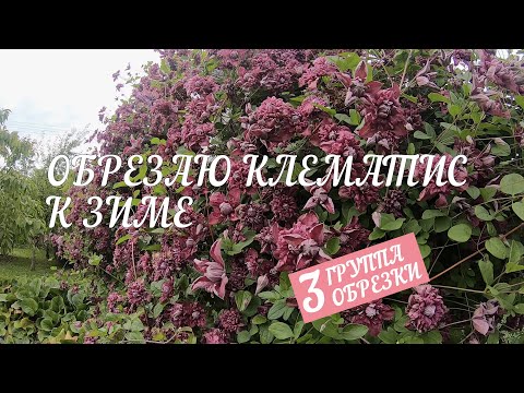 Видео: Правильная обрезка клематиса к зиме, подготвка укрытия, борьба с мышами