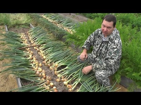 Видео: Выращивание озимого лука от посадки до уборки урожая на хранение