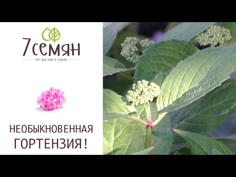 Видео: ЭТА ГОРТЕНЗИЯ ЦВЕТЕТ С ВЕСНЫ И ДО ЗАМОРОЗКОВ!ПРЕКРАСНАЯ ПИЛЬЧАТАЯ ГОРТЕНЗИЯ!