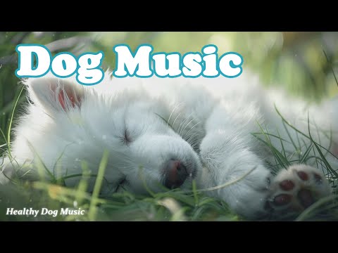 Видео: Музыка для собак, чтобы заснуть🐶Музыка для собак, чтобы успокоить их🎵 Лечебная музыка для собак