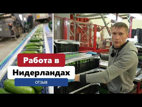 Видео: Легальная работа в Нидерландах | условия, жильё, зарплата