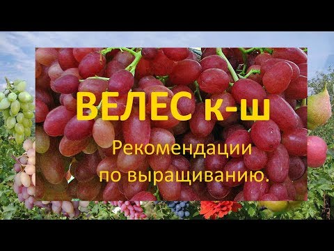 Видео: @Виноград 2019  Виноград Велес  Рекомендации по выращиванию