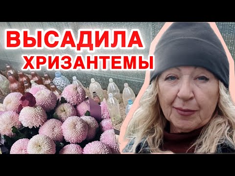 Видео: Лайфхаки посадки хризантем от Модной Дачницы. Цветы будут шикарные.