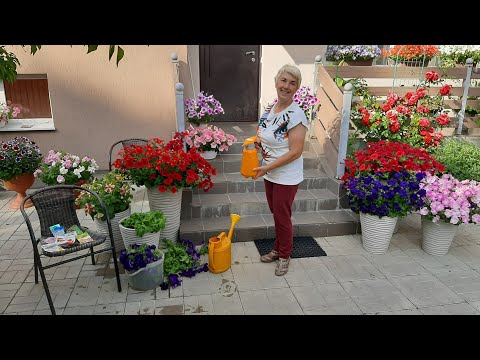 Видео: ПЕТУНИЯ - ОБРЕЗКА И УХОД - стимулируем повторное цветение.
