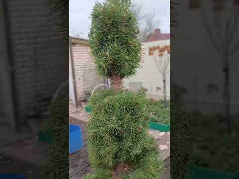 Видео: 7 ноября 2025 г.