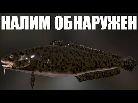 Видео: ФАРМ НАЛИМА в РР4. Рабочая Точка для Фарма Серебра