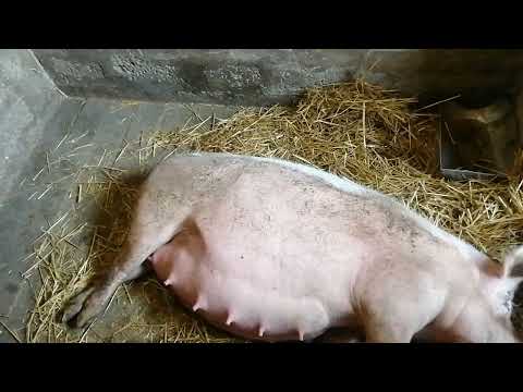 Видео: Загадочный и не предсказуемый опорос! Поросят хватило под трёх свиноматок!