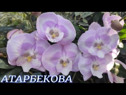 Видео: №858/ БОЛЬШАЯ поставка ОРХИДЕЙ в с/ц на АТАРБЕКОВА