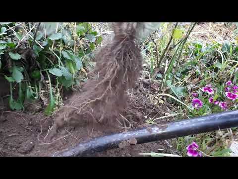 Видео: Газания. Забираем домой на зимовку. Деление куста.