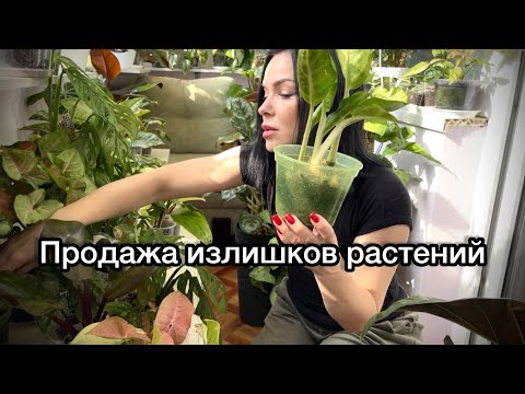 Видео: Растения на продажу или обмен ☘️👌