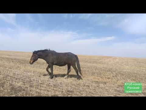 Видео: Лошади в апреле.| Ожеребилась Серая, жёлтая и Вороная стрелка.