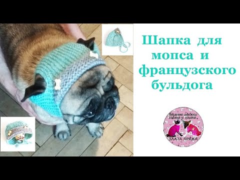 Видео: Как связать шапку ушанку для мопса и французского бульдога. МК