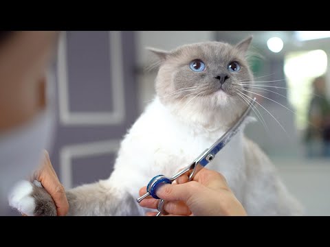 Видео: Одна из лучших кошек за мою 18-летнюю карьеру грумера!! 😻🛁✂️❤️