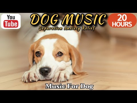 Видео: 20 часов любимой музыки собак🐶💖Музыка для сна собак 🐶🎵 Музыка для снятия беспокойства при разлуке🎵