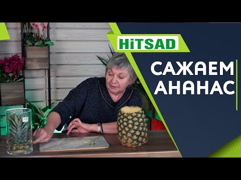 Видео: Как вырастить ананас в домашних условиях 🍍