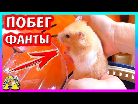 Видео: Пока УБИРАЛИ контейнер ХОМЯКА - FANTA СБЕЖАЛА / уборка у Сирийского Хомки  / Alisa Easy Pets