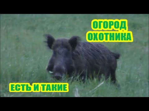 Видео: Охотничий огород ... он должен быть у каждого.