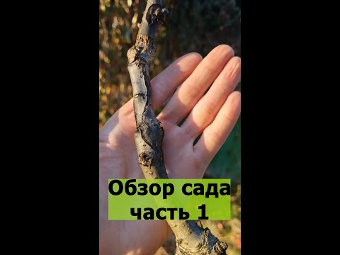 Видео: Обзор всех прививок в саду 2025 часть 1