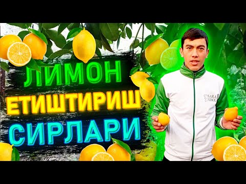 Видео: Лимон етиштириш сирлари. | Limon yetishtirish sirlari.