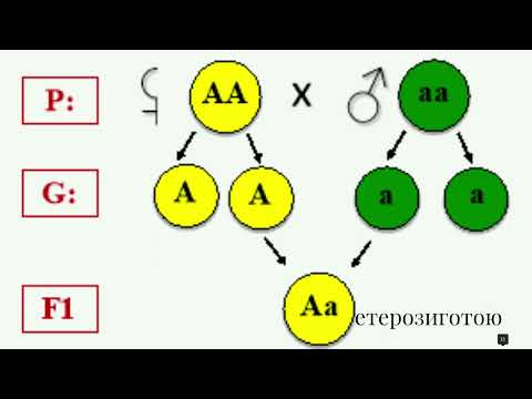 Видео: Закономірності успадкування генів. Алелі. Фенотип . Генотип
