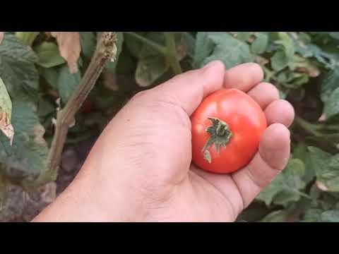 Видео: Жашылча жемиш адыр