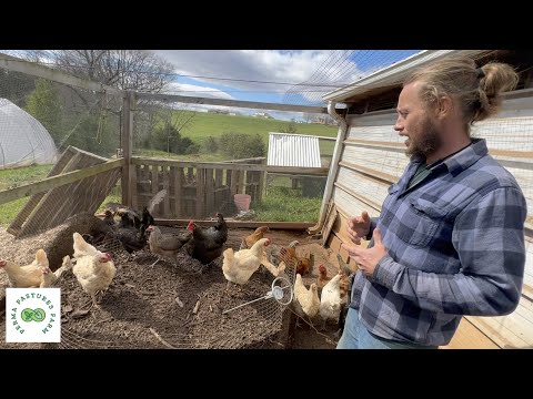 Видео: Экскурсия по системе компостирования кур // Усадьба Холлар