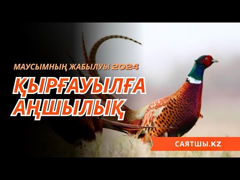 Видео: Маусымның жабылуы Қырғауылға аңшылық 2024!  Охота на фазана 2024!