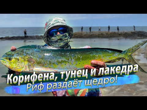 Видео: БЕЗУМИЕ НА РИФЕ! Джиггинг и сёрфтроллинг с берега. Океанская рыбалка