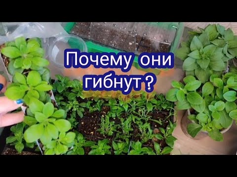 Видео: Почему у меня погибали черенки, а сейчас выпада нет