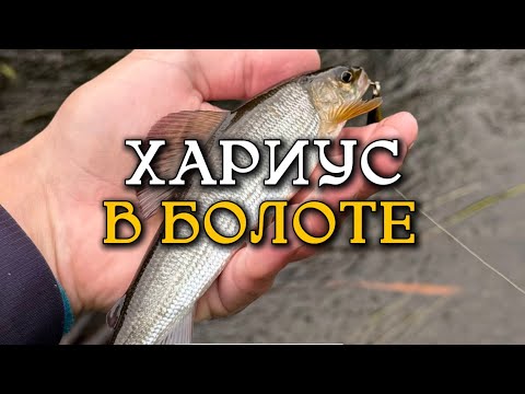 Видео: Ловля хариуса в Тверской области! Исследуем новые реки 