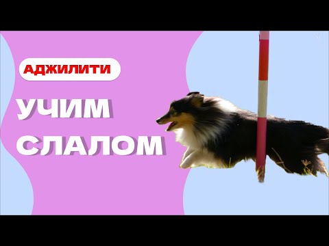 Видео: Учим с собакой СЛАЛОМ, змейку в аджилити, что такое слалом