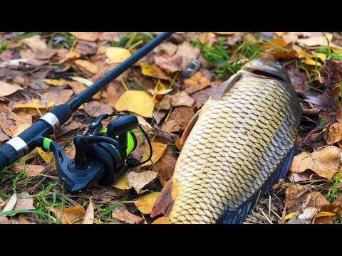 Видео: Чудова атмосферна осіння риболовля. Водойма з карасями та коропами. с.Леськи