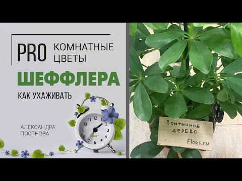 Видео: Шеффлера - комнатное растение для дома, о котором многие просили видео. Кто она на самом деле?