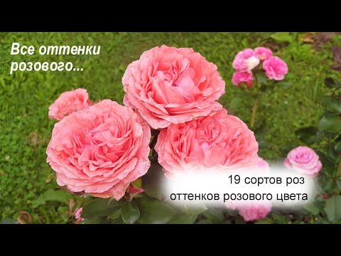 Видео: Розовые розы в саду: 19 сортов разных оттенков розового цвета, сезон 2021