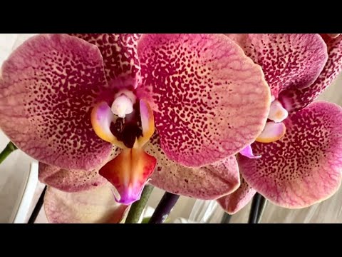 Видео: Огромное поступление сортовых орхидей.  Единорог, Тулон,  Леко Фантастик, Каменная Роза, Паприка ...