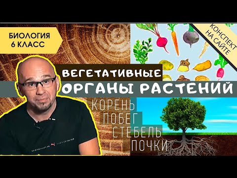 Видео: Корень растения. Строение стебля. Побег и почки. Биология 6 класс. Вегетативные органы растений