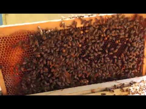 Видео: Ставить вторые корпуса или нет? Сила семей.