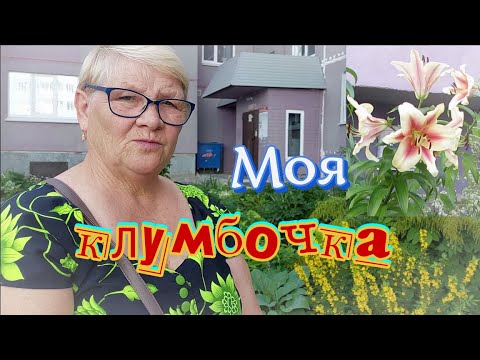 Видео: Розочка расцвела в моем дворике.