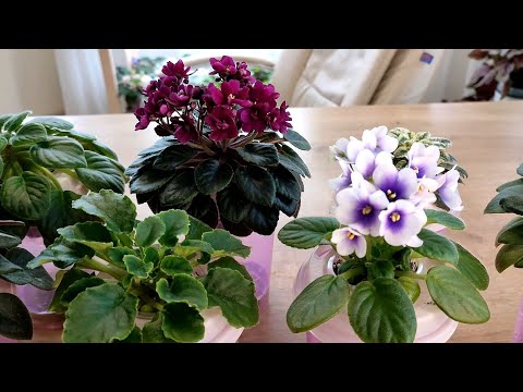 Видео: Пасынки на фиалках. Часть 1