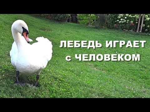 Видео: Лебедь играет с человеком