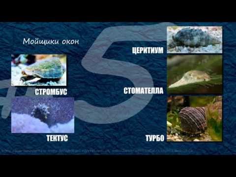 Видео: ТОП-10 Санитары морского аквариума