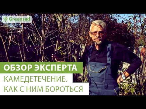 Видео: Камедетечение. Как с ним бороться